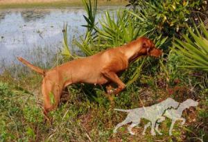 Southwind Kenna Baywing