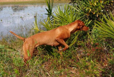 Southwind Kenna Baywing