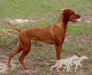 Southwind Kenna Baywing