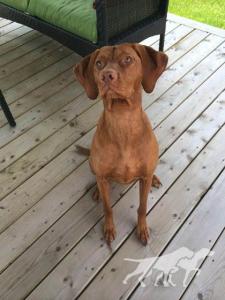 Vizslavilla's Memphis