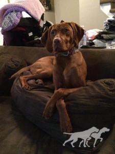 Vizslavilla's Memphis