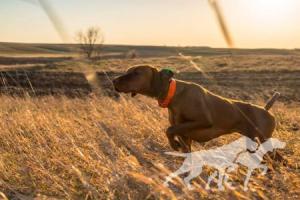 Martinsen's Amber Kriz Dolina Devce