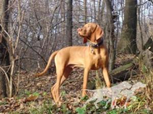 Pity-Percy Akcezal