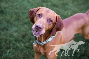 Cruiser's Ranger Leads The Way