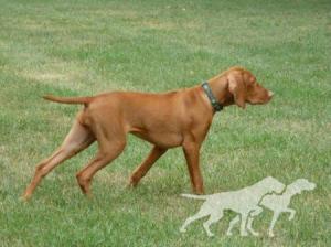 Jnek's Catch Me If You Can