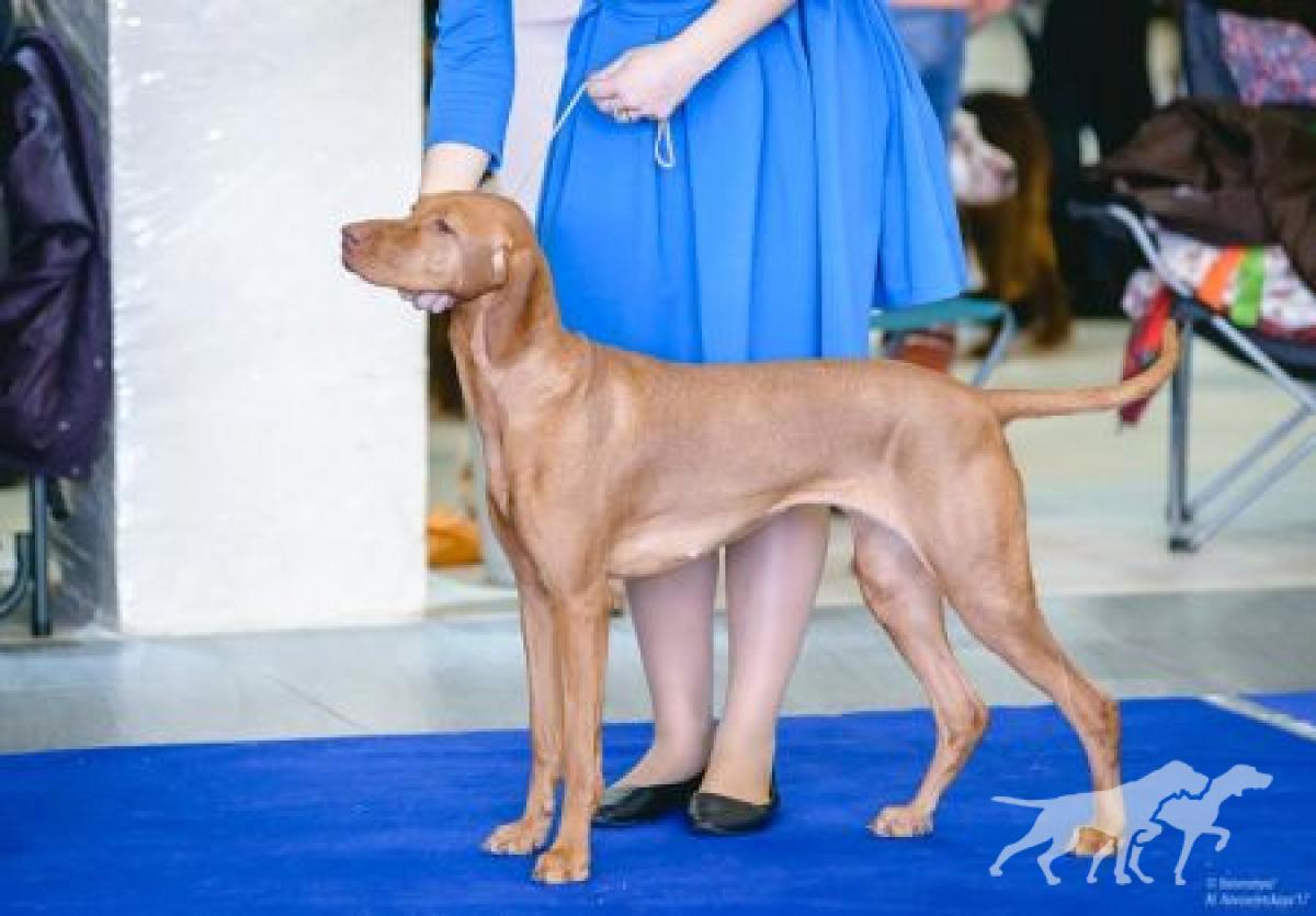 Gern Gross Ovacija