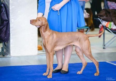 Gern Gross Ovacija