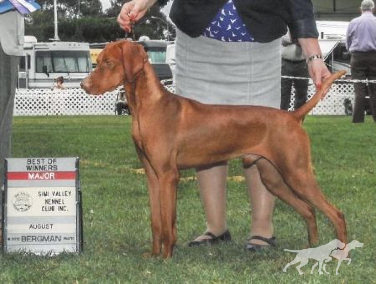 Cameo's Russet Leather Ropin' The Wind