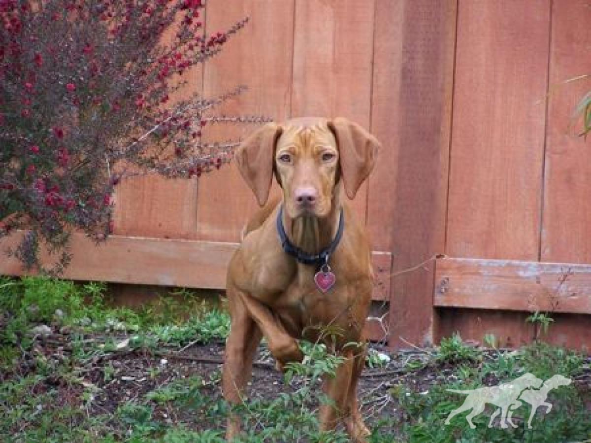 Reddog Ranch Tess Suarez