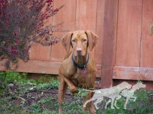 Reddog Ranch Tess Suarez