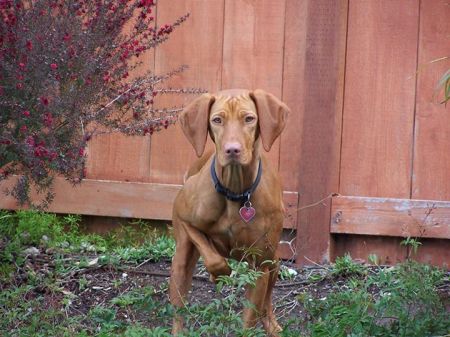 Reddog Ranch Tess Suarez