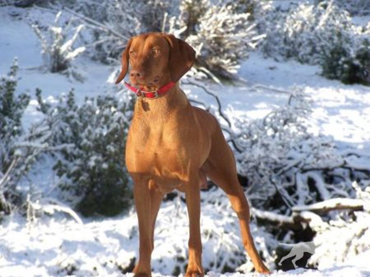 Reddog Ranch Shiloh