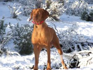 Reddog Ranch Shiloh