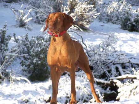 Reddog Ranch Shiloh