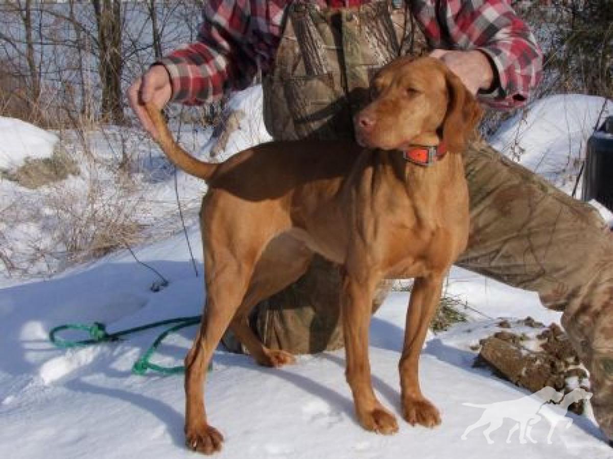 Hatszel's Rowdy Si Keyla Saranac