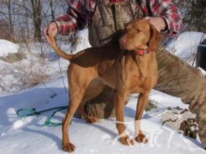 Hatszel's Rowdy Si Keyla Saranac