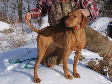 Hatszel's Rowdy Si Keyla Saranac