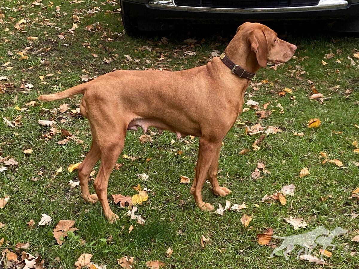Sonsteby's Lakshmi Of Red Dog Hill
