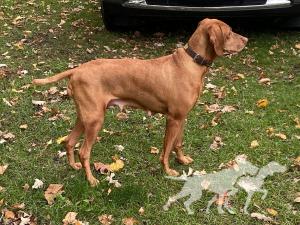 Sonsteby's Lakshmi Of Red Dog Hill