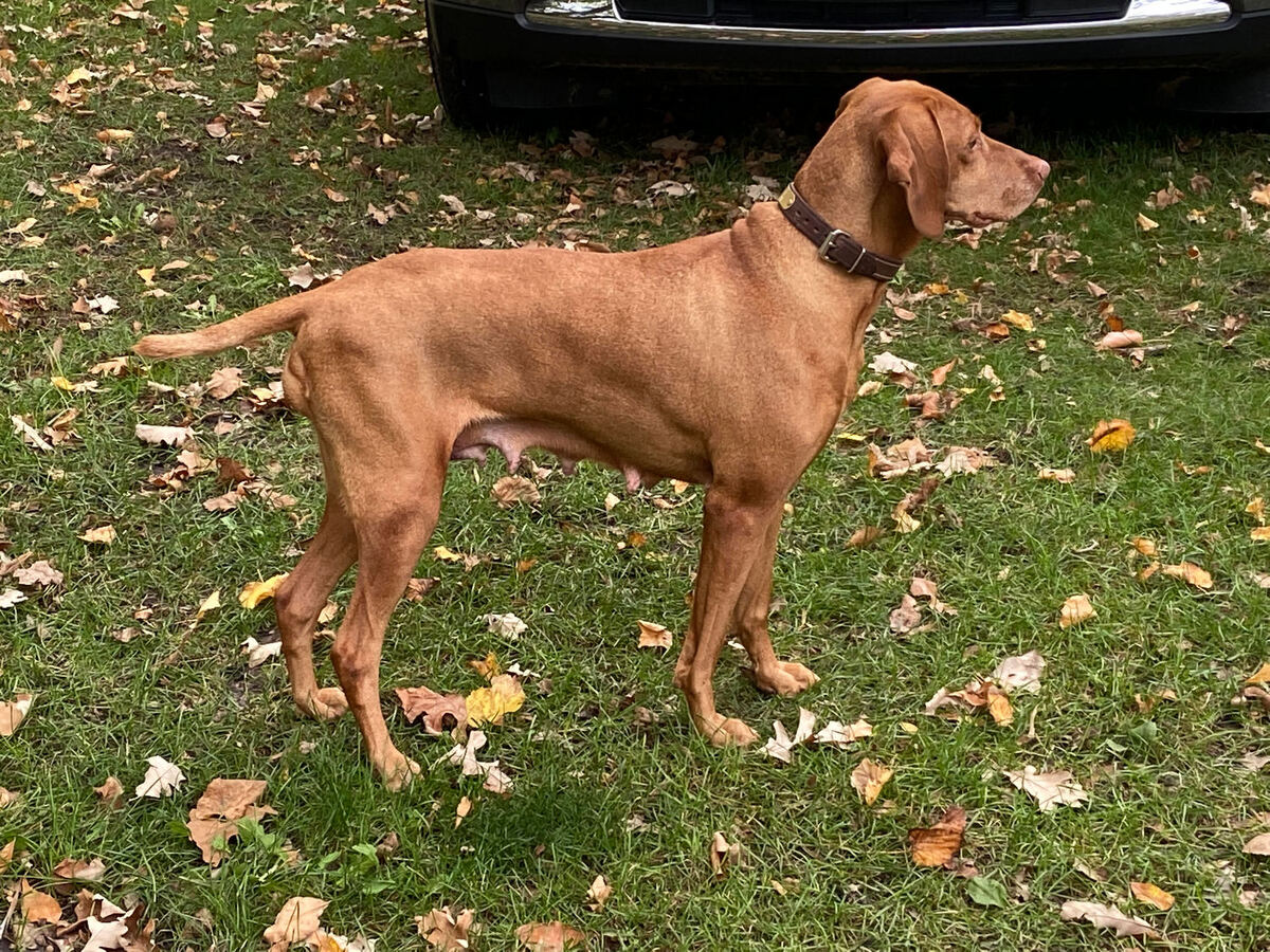 Sonsteby's Lakshmi Of Red Dog Hill
