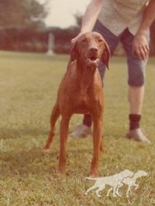 Hockley of Bethwood