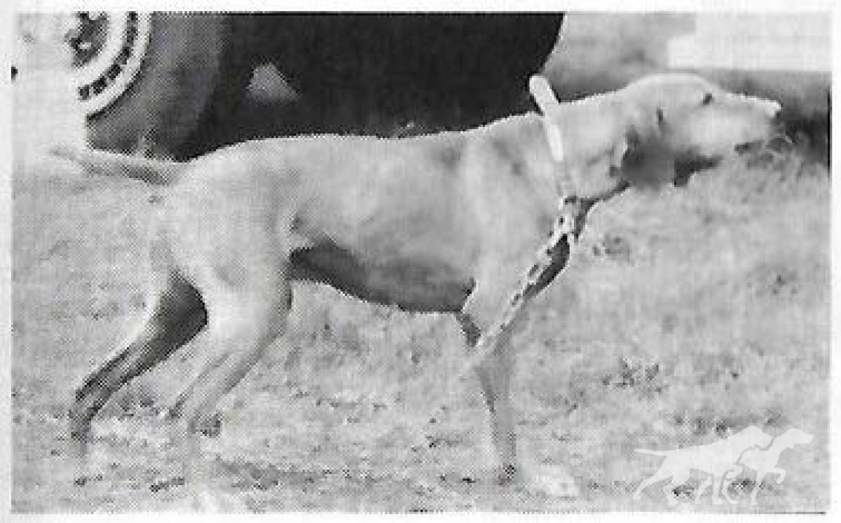 Fieldway's Arlor Sams Ransom