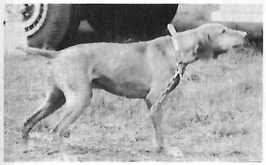 Fieldway's Arlor Sams Ransom
