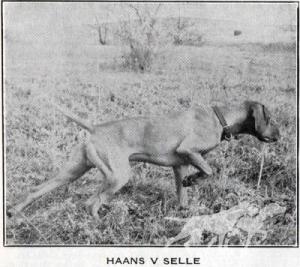 Haans v Selle