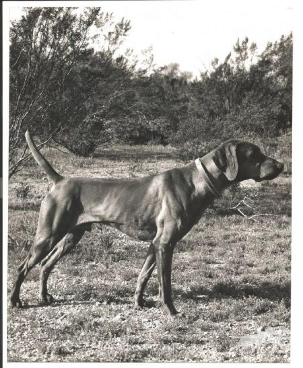 Papago Samsson