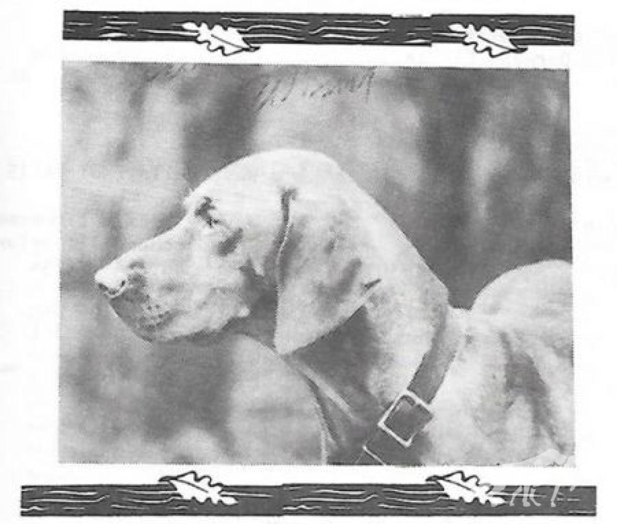 Piper's Willie Winit