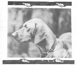 Piper's Willie Winit