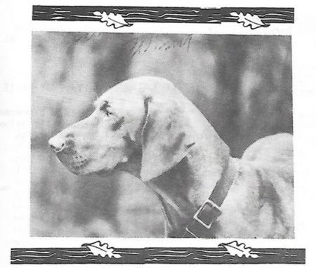Piper's Willie Winit