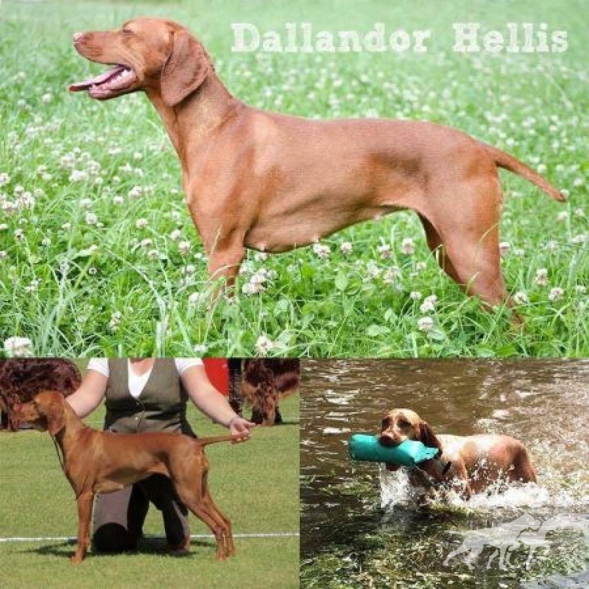 Dallandor Hellis at Hawkpoint