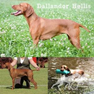 Dallandor Hellis at Hawkpoint