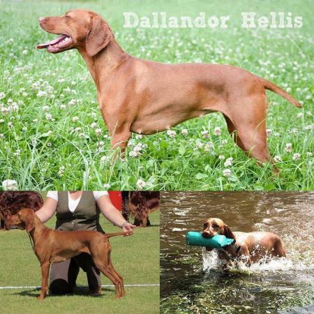 Dallandor Hellis at Hawkpoint