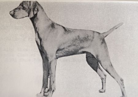 Totton's Stephania Of Rotkopf