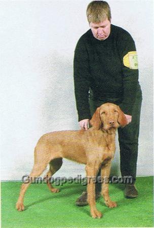 Image of Arsouille du Domaine Saint Hubert