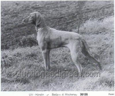 Image of Badja von der Wockenau