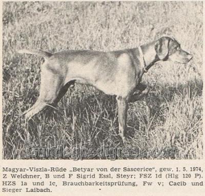 Image of Betyar von der Saczerice