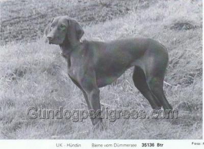 Image of Biene vom Dümmersee