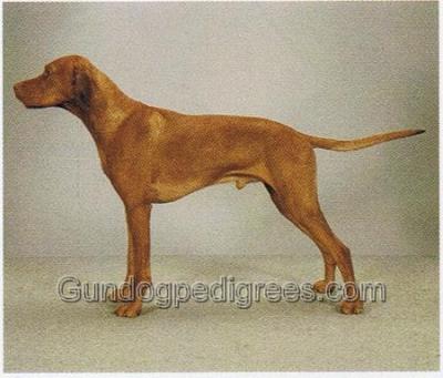 Image of Canine Cool Boy