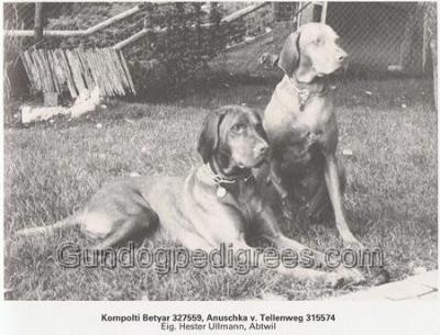 Image of Kompolti Betyar