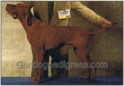 Image of Malomközi Pompas