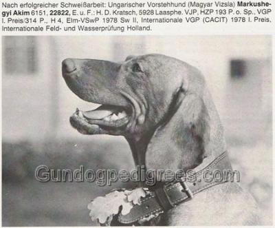 Image of Markushegyi Akim