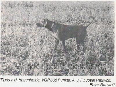 Image of Tigris von der Hasenheide