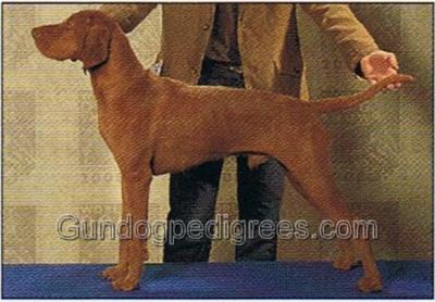 Image of Zöldmáli Ludas