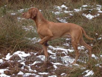 Image of Bilbo vom Niedersachsenstein