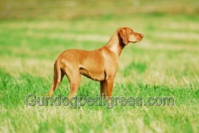 Image of Farah vom Paradies