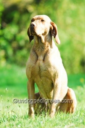 Image of Vadászfai Vezér