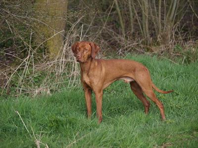 Image of Szeret Gércei Dragam